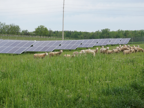 Solar Sheep