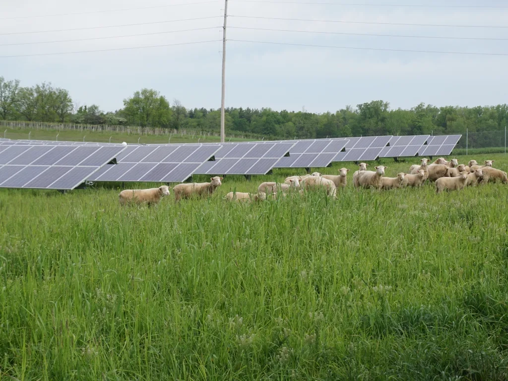 Solar Sheep